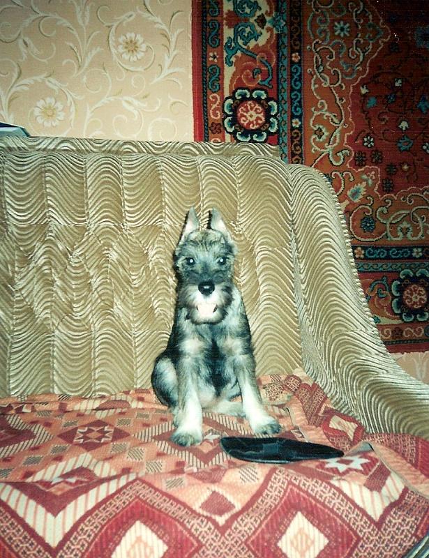 0009.jpg - Освоилась